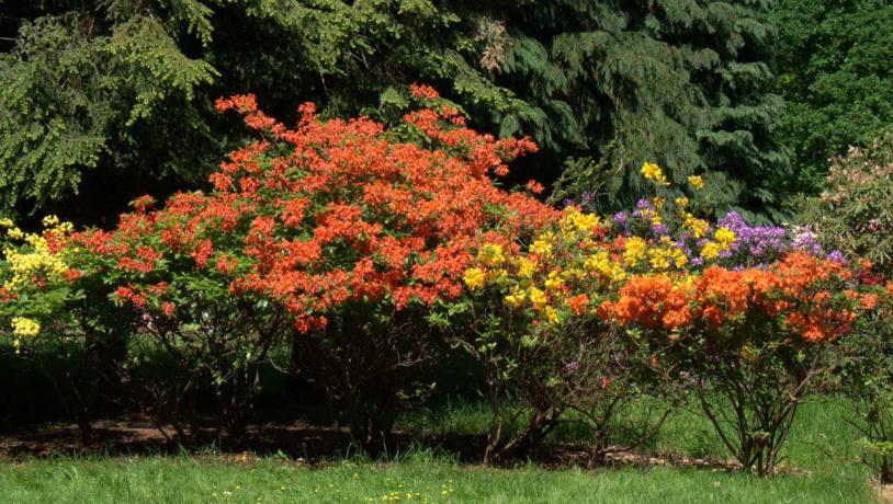 Rhodendronpark i Køge