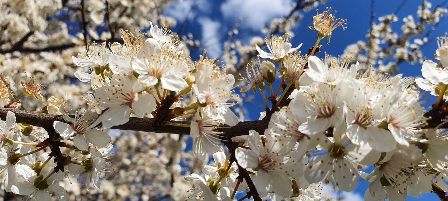 Æbletræ i blomst