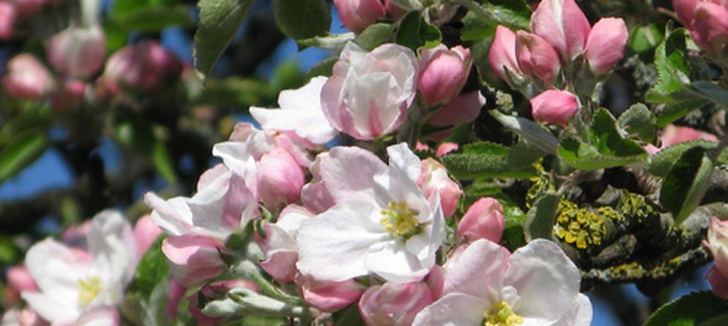 Æbleblomster Køge