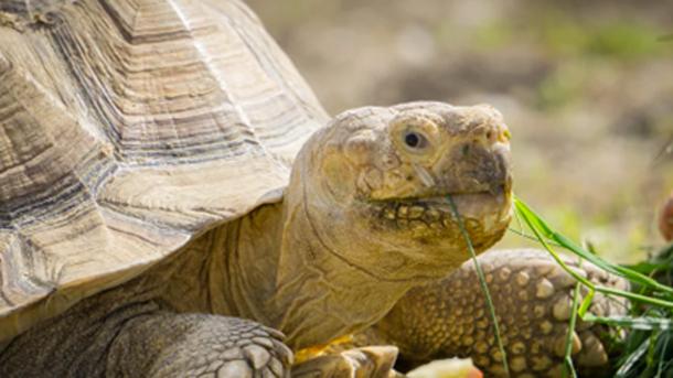 Skildpadde Pangea Park
