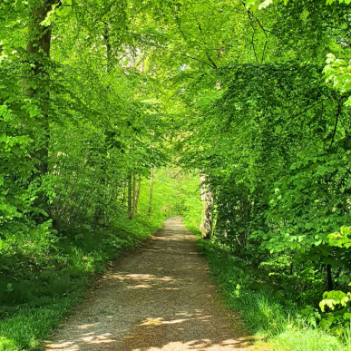 Grøn skov