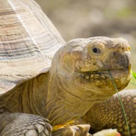 Skildpadde Pangea Park